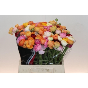 Ranunculus Elegance Rainbow