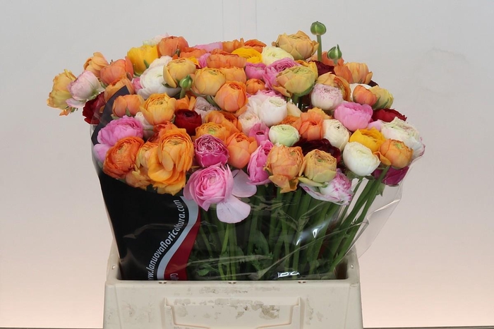 <h4>Ranunculus Elegance Rainbow</h4>