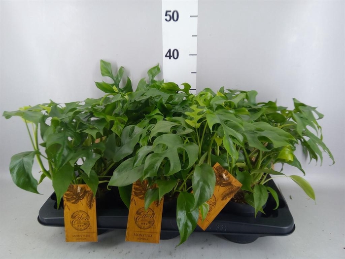 <h4>Rhaphidophora tetrasperma</h4>