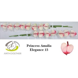 ANTH A PR A ELEGANCE 15.