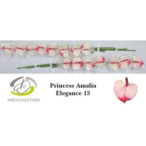 ANTH A PR A ELEGANCE 15