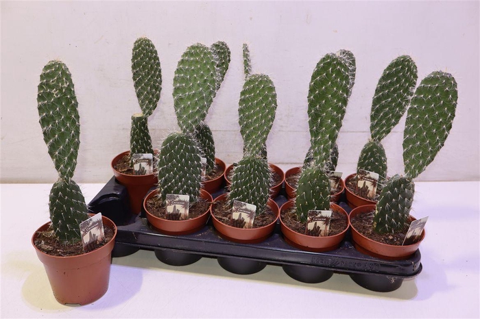 <h4>Opuntia</h4>
