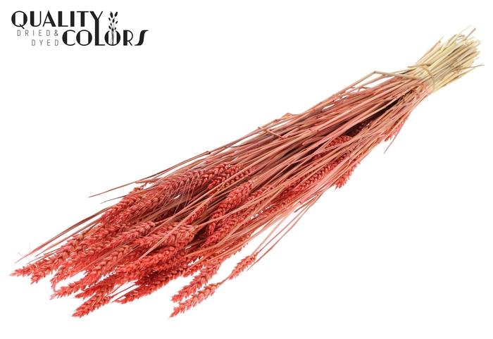 <h4>Triticum (sunbleached) per bunch Coral</h4>