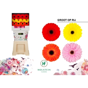 Gerbera Mix 4 Kleuren Diamond