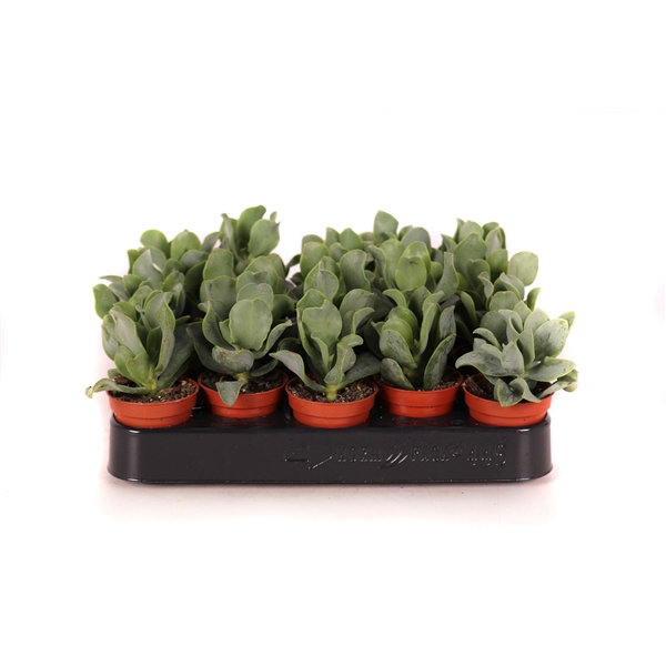 <h4>Crassula arborescens cristaat 5,5 cm</h4>