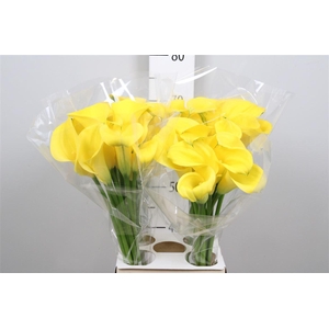 Calla Sunya | Heavy Quality