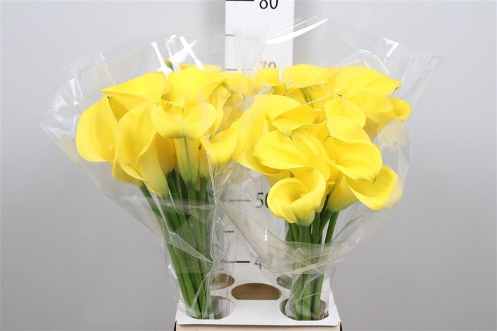 <h4>Calla Sunya | Heavy Quality</h4>