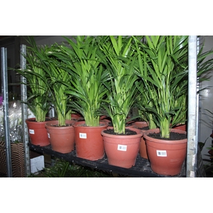 ARECA BAMBU P24