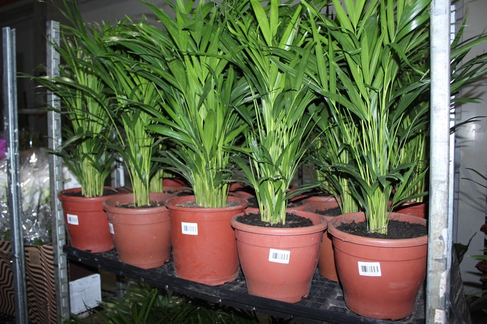 <h4>ARECA BAMBU P24</h4>