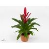 Vriesea Intenso Pink