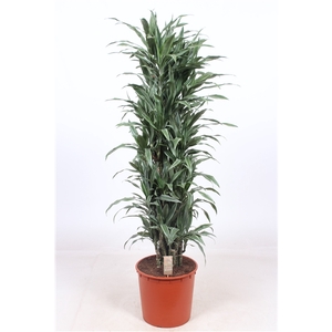 Dracaena Warneckei