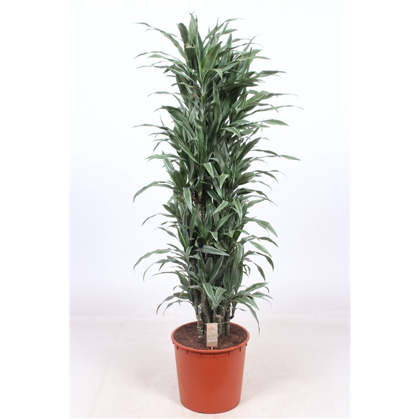 <h4>Dracaena Warneckei</h4>