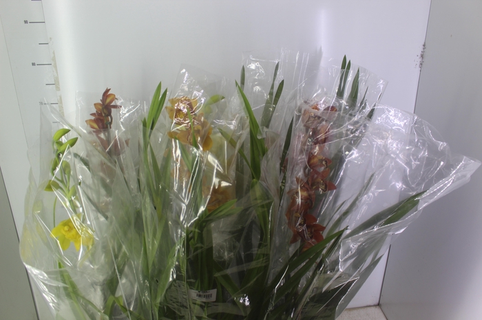 <h4>CYMBIDIUM P18 MIN 1 HT</h4>