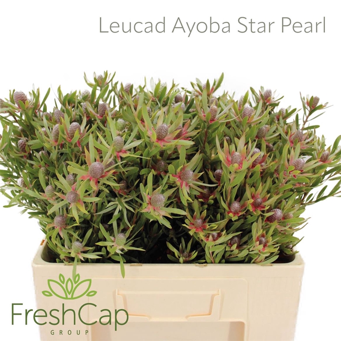 <h4>Leucad Ayoba Star Pearl</h4>