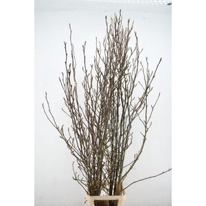 MAGNOLIA SOULANGEANA 220CM