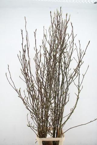 <h4>MAGNOLIA SOULANGEANA 220CM</h4>