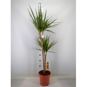 Dracaena marg.