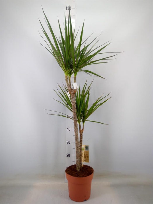 <h4>Dracaena marg.</h4>