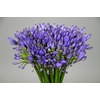 Agapanthus FU 'Atlantic Ocean'