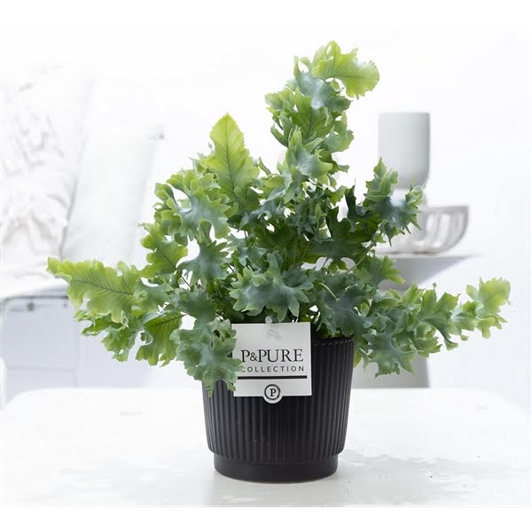 <h4>Phlebodium Davana in P&PURE Liv ceramics matt black</h4>