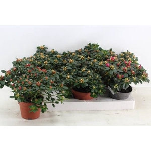 RHODO SI GEM