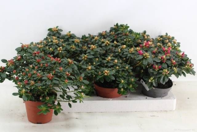 <h4>RHODO SI GEM</h4>