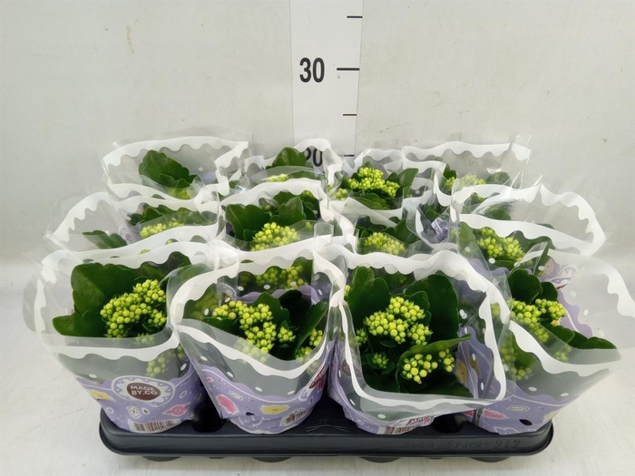 <h4>Kalanchoe blos. 'RosDon Amaril'</h4>