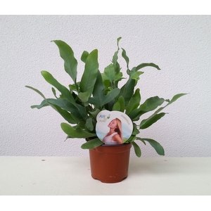 Phlebodium aureum 'Blue Star'