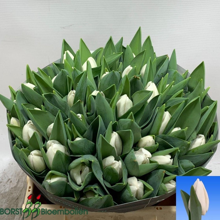 <h4>TU EN FRANCISCUS</h4>