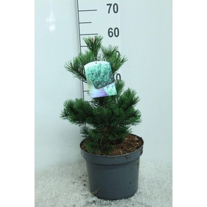 Pinus heldreichii 'Compact Gem'