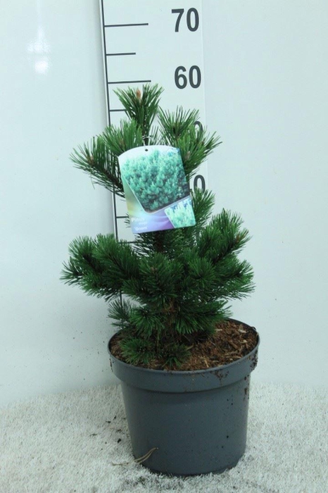 <h4>Pinus heldreichii 'Compact Gem'</h4>