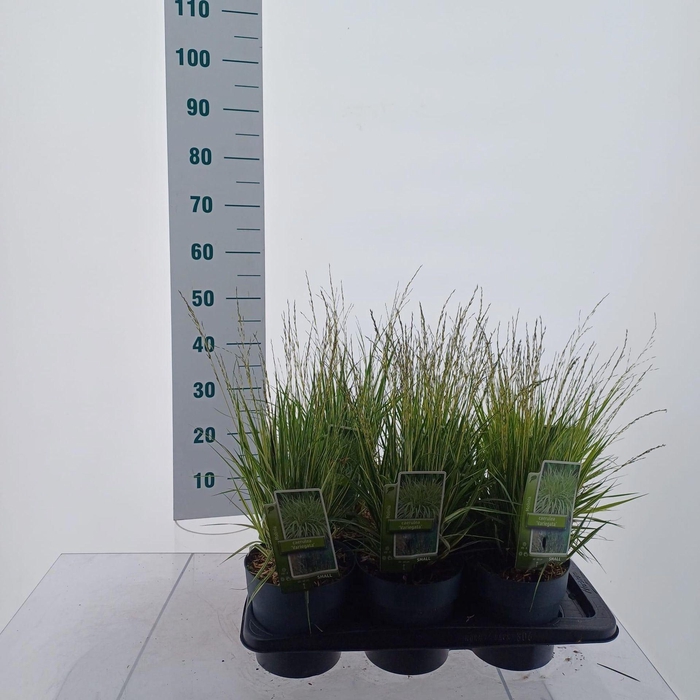 <h4>Molinia caerulea Variegata</h4>