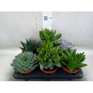 Succulents   ...mix 6