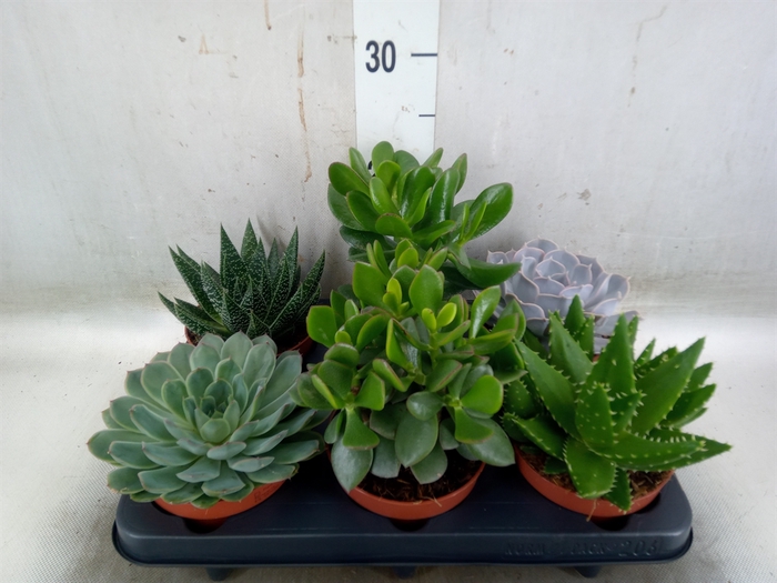 <h4>Succulents   ...mix 6</h4>