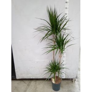 Dracaena marg.