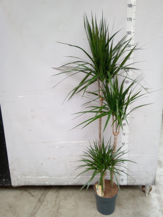 <h4>Dracaena marg.</h4>