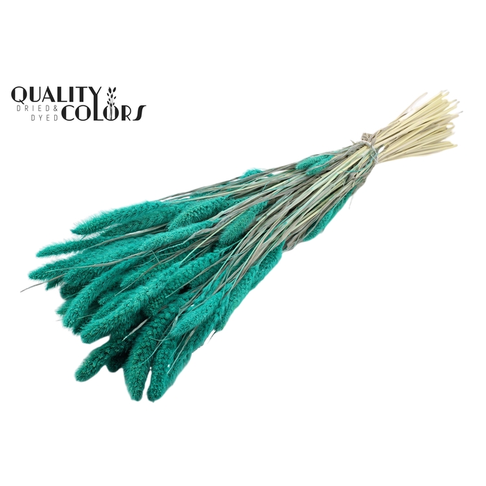 <h4>Setaria per bunch Bleached  Turquoise</h4>