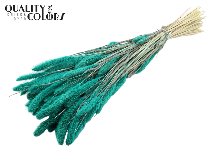 Setaria per bunch Bleached  Turquoise