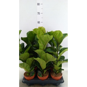 Ficus lyrata 'Bambino'