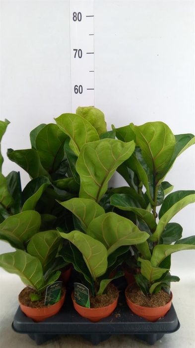 <h4>Ficus lyrata 'Bambino'</h4>