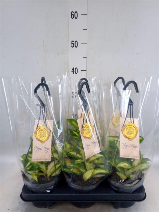 <h4>Hoya carnosa 'Tricolor'</h4>