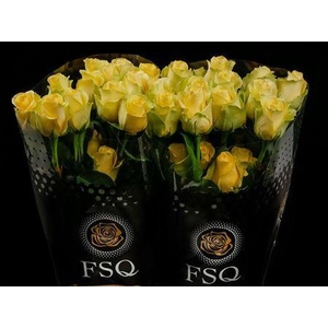 R Gr Minion Rose