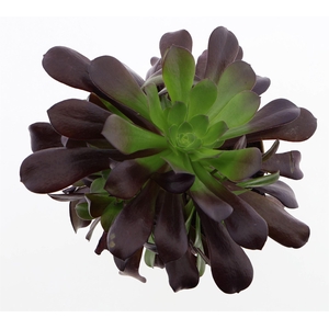 Aeonium arboreum