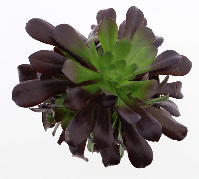 <h4>Aeonium arboreum</h4>