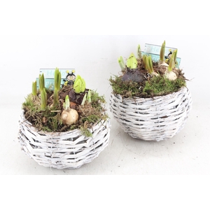 arr4 Bollenmix JS - Wilg bolmand white x3