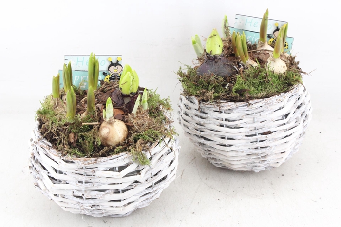 <h4>arr4 Bollenmix JS - Wilg bolmand white x3</h4>