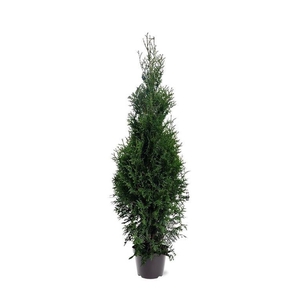 Thuja occidentalis 'King of Brabant' (pbr) (zonder etiket)