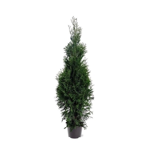 Thuja occidentalis 'King of Brabant'