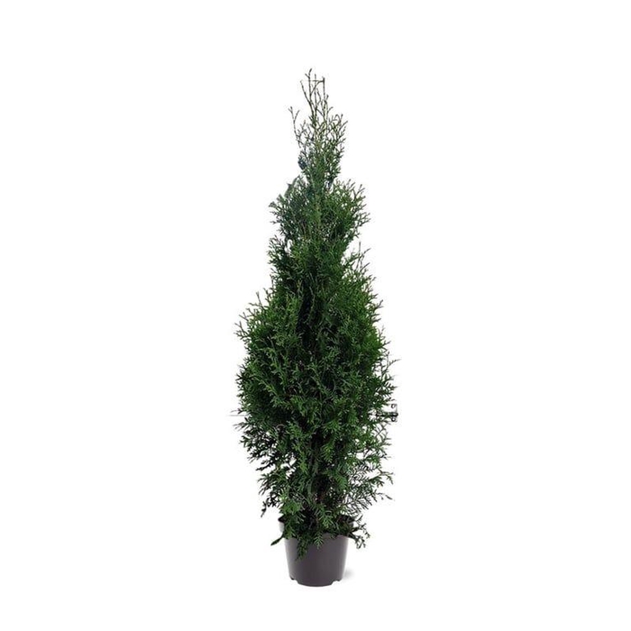 <h4>Thuja occidentalis 'King of Brabant' (pbr) (zonder etiket)</h4>