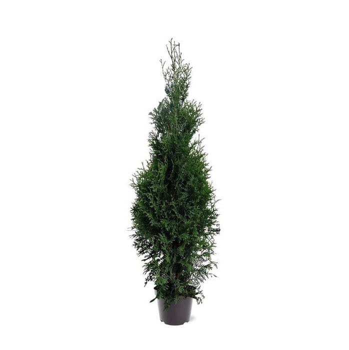 <h4>Thuja occidentalis 'King of Brabant' (pbr) (zonder etiket)</h4>